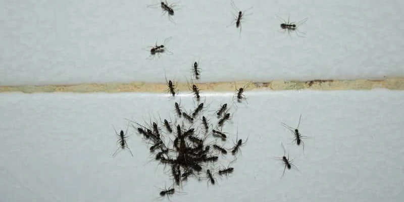 How To Get Rid Of Ants In The Bathroom Tiny Black Nuisance,Zebra Danio Fish