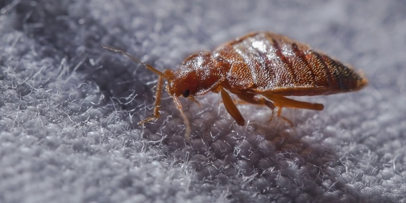 can bed bugs live in a foam mattress