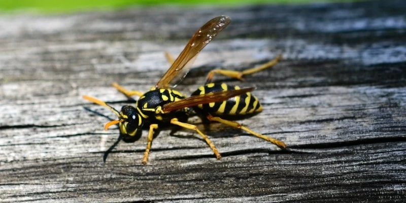 Does Bleach Kill Wasps? + Some Other DIY Solutions