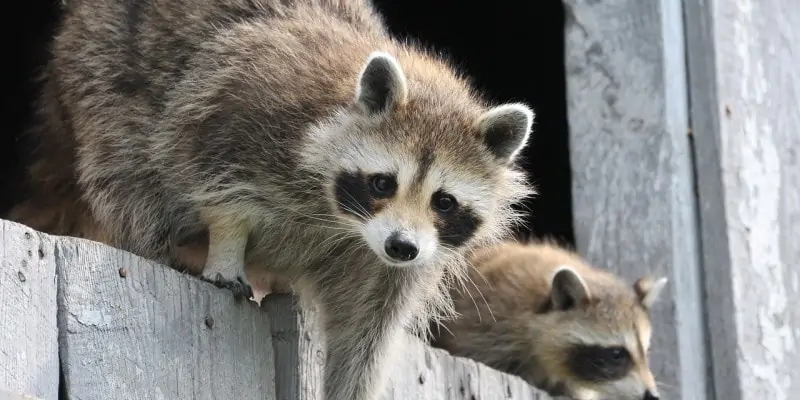 How to Get Rid of Raccoons in Attic - A List of DIY Options